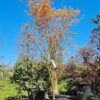 Jonge Japanse esdoorn 'Orange dream' | Meerstammig