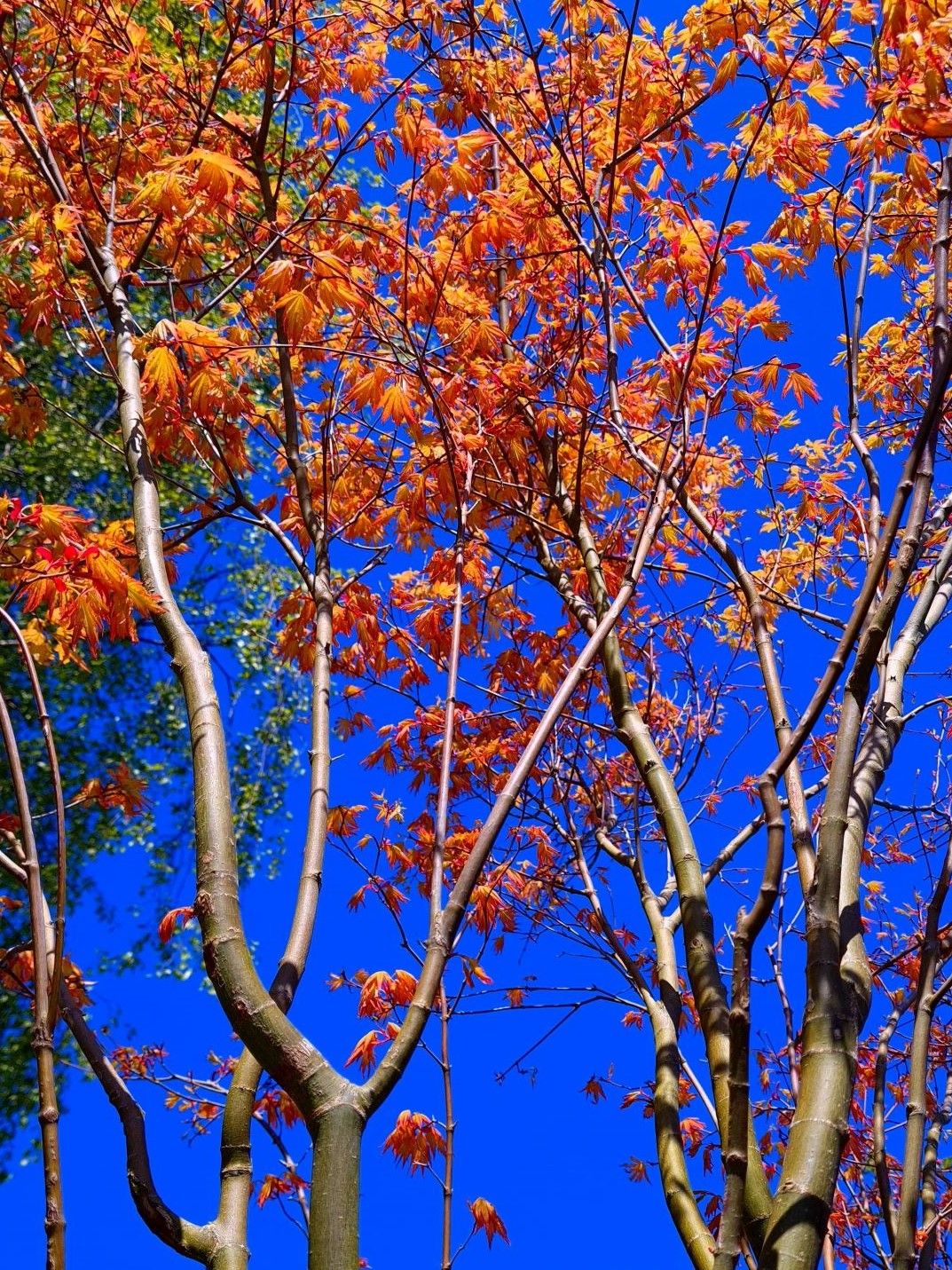 Jonge Japanse esdoorn 'Orange dream' | Meerstammig