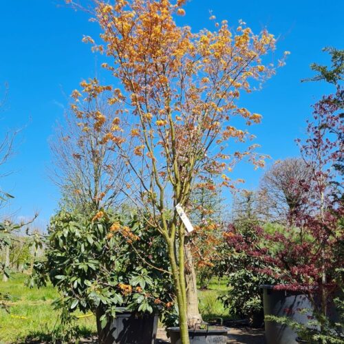 Jonge Japanse esdoorn 'Orange dream' | Meerstammig