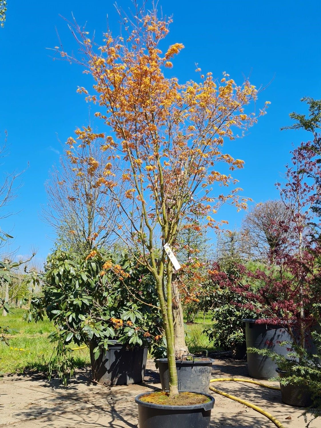 Jonge Japanse esdoorn 'Orange dream' | Meerstammig