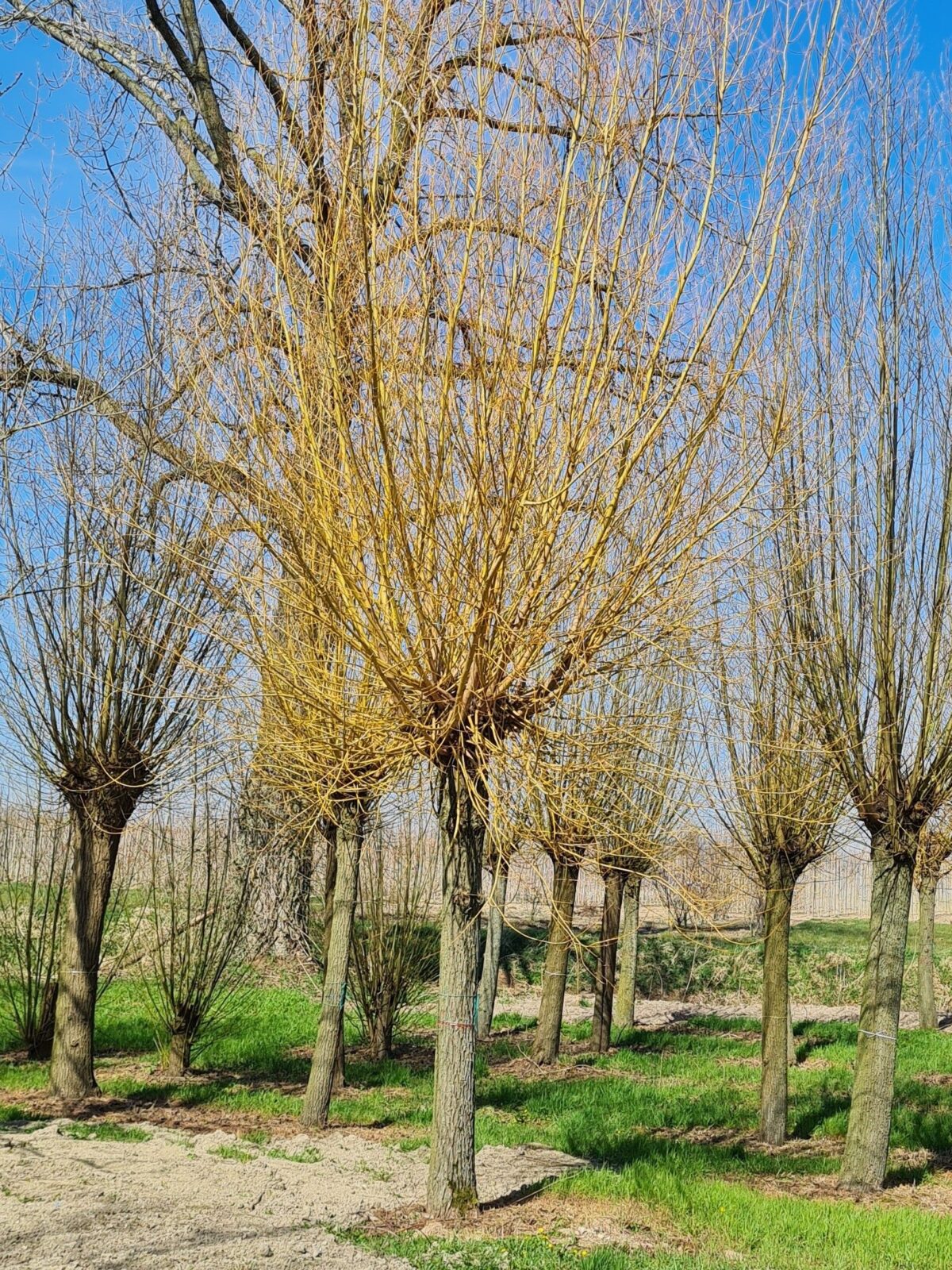 Volwassen Oranje knotwilg | Hoogstam