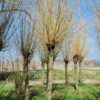 Volwassen Oranje knotwilg | Hoogstam