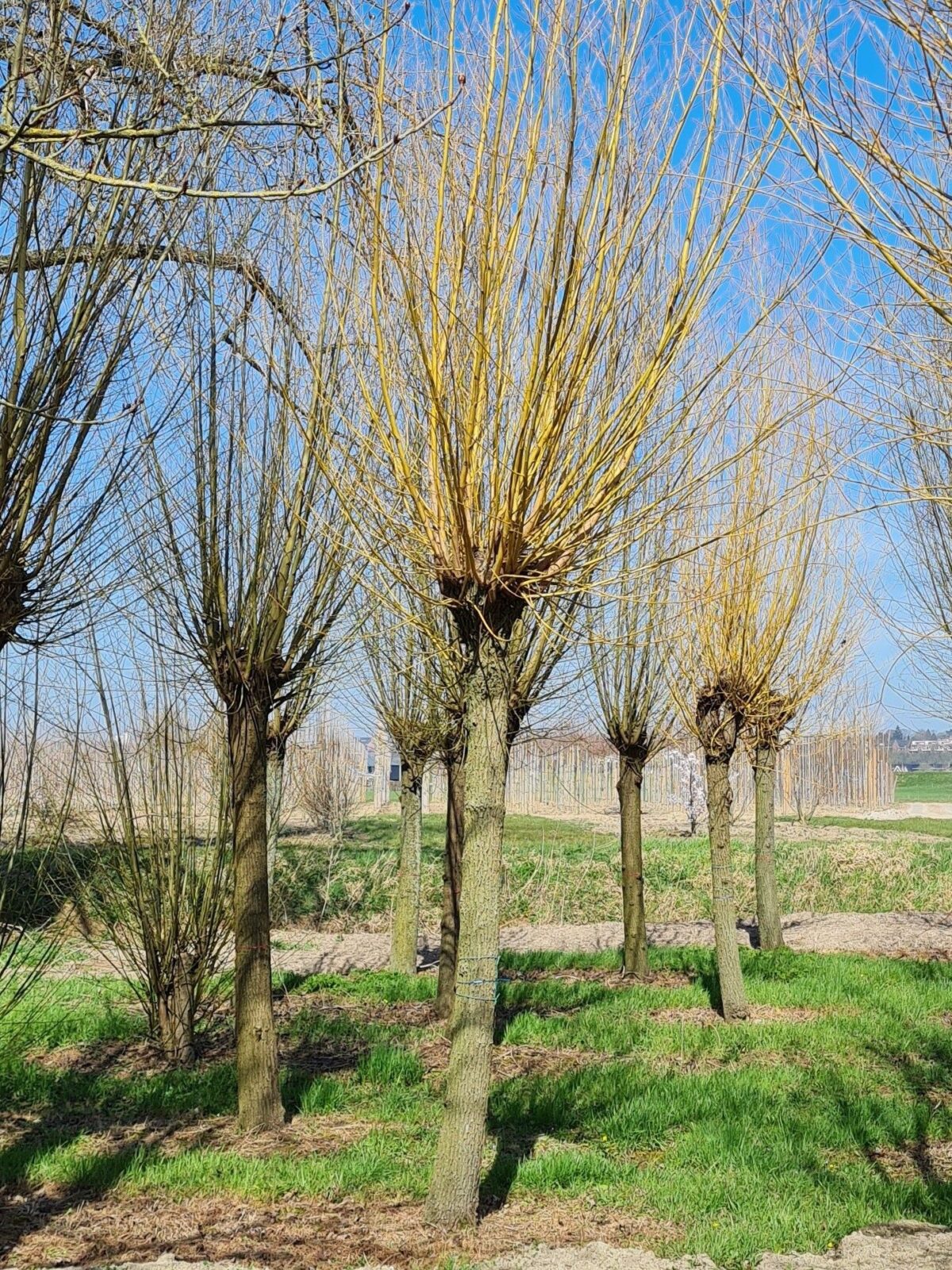 Volwassen Oranje knotwilg | Hoogstam