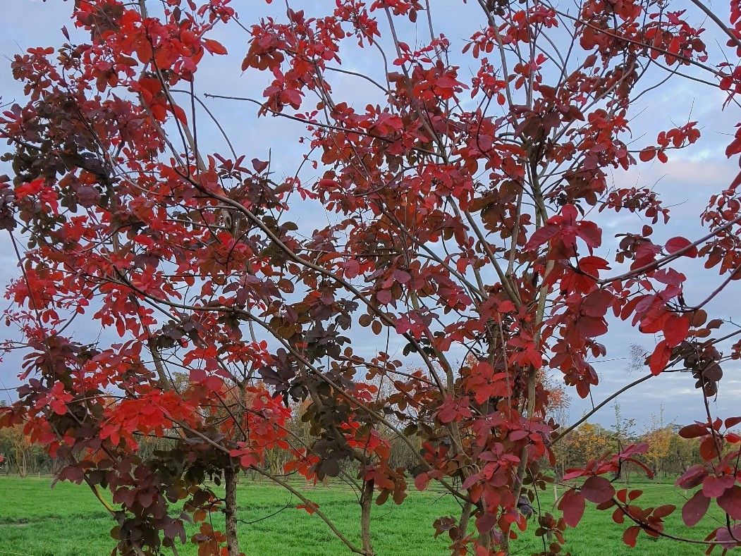 Jonge Paarse pruikenboom | Meerstammig