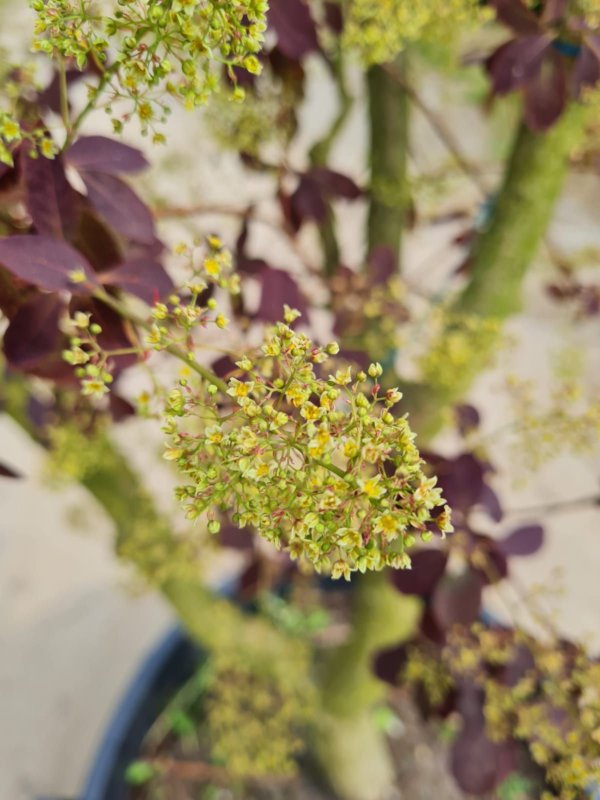 Jonge Paarse pruikenboom | Meerstammig