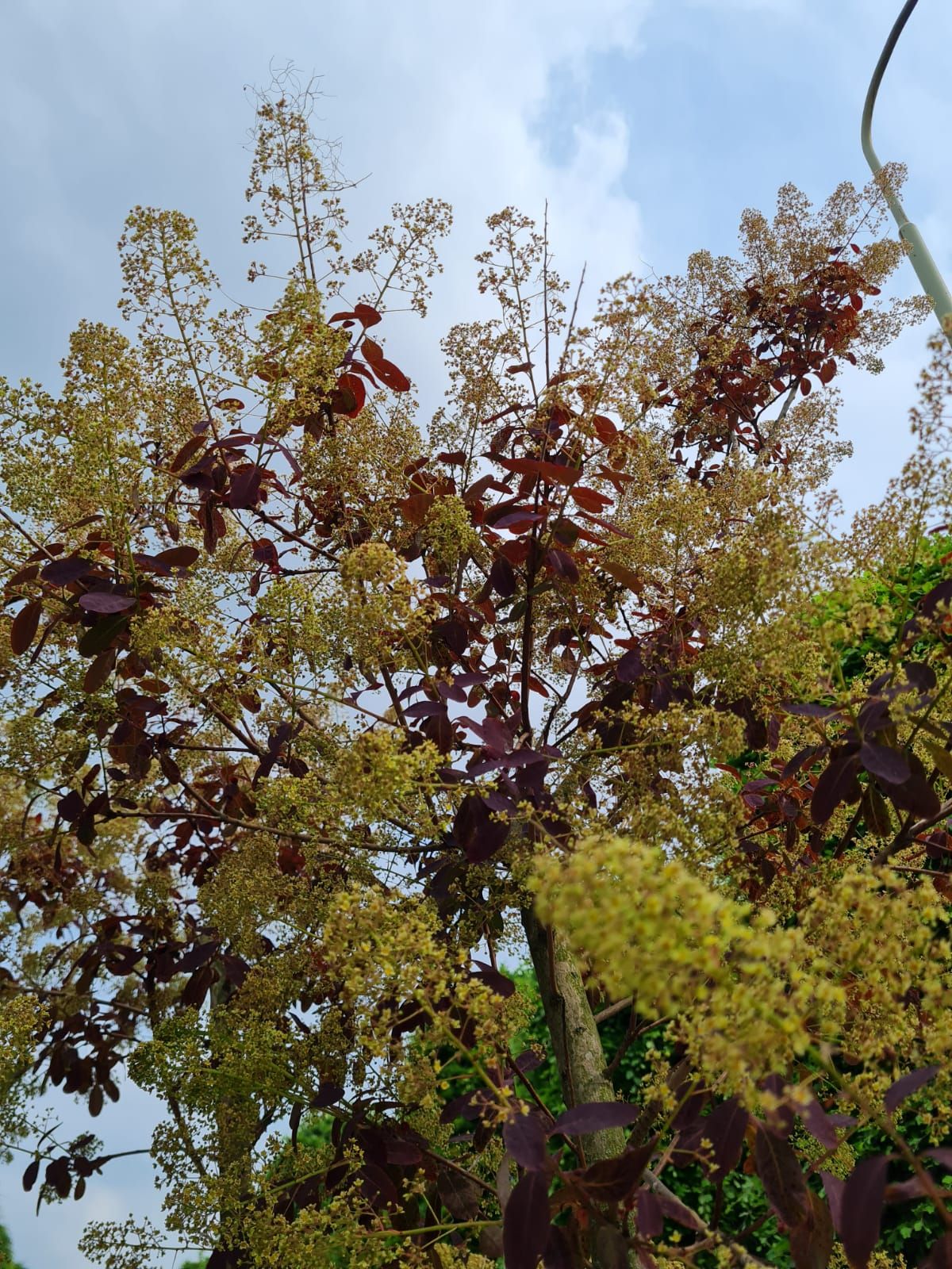 Jonge Paarse pruikenboom | Meerstammig