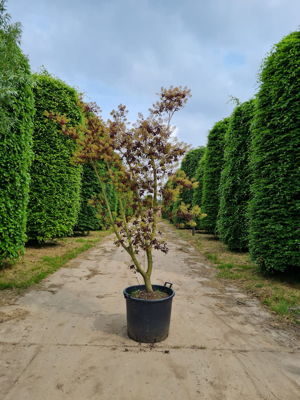 Jonge Paarse pruikenboom | Meerstammig