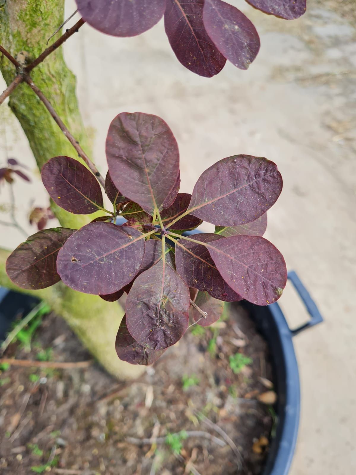 Jonge Paarse pruikenboom | Meerstammig