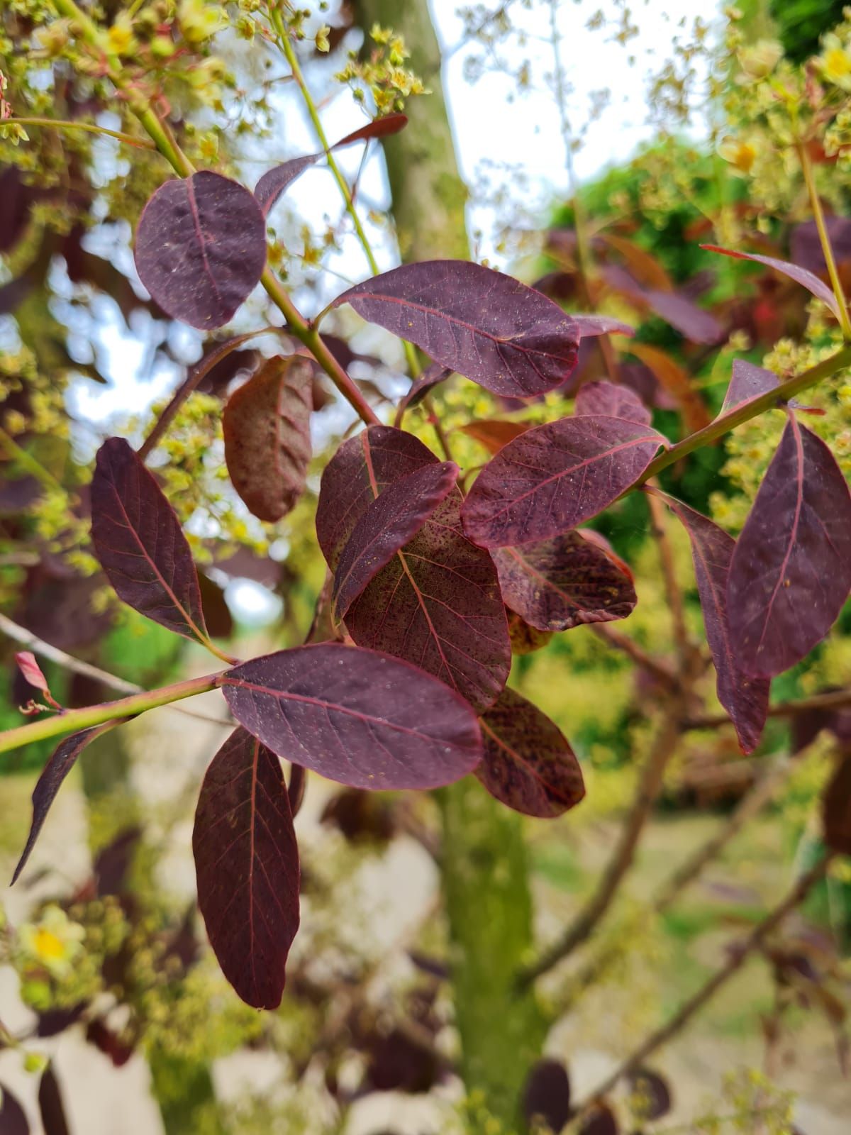 Jonge Paarse pruikenboom | Meerstammig