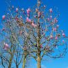 Volwassen Magnolia 'Spectrum' | Hoogstam