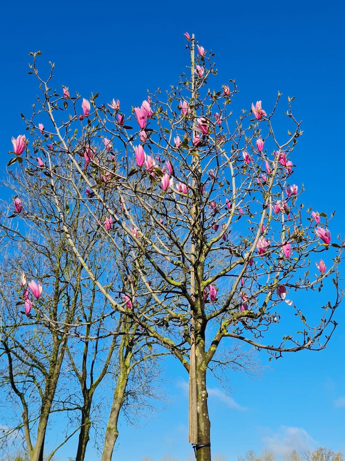 Volwassen Magnolia 'Spectrum' | Hoogstam