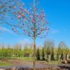 Volwassen Magnolia 'Spectrum' | Hoogstam