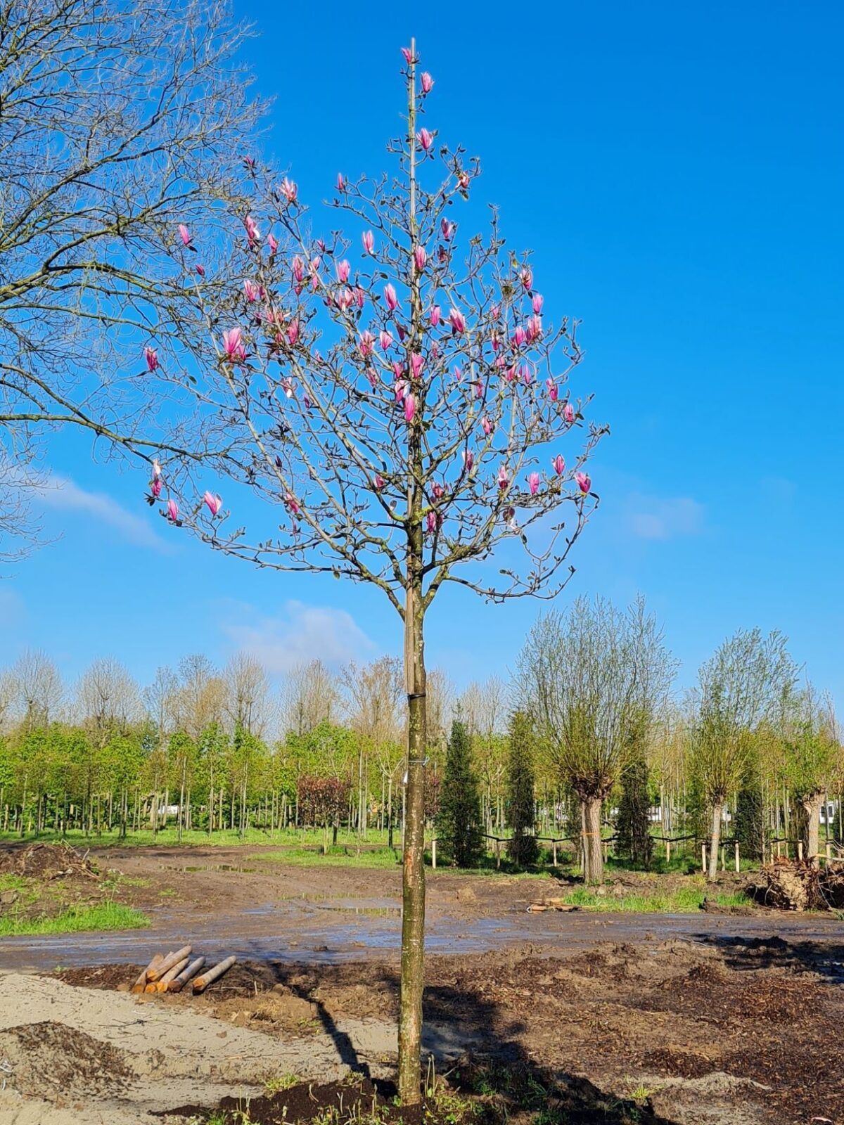 Volwassen Magnolia 'Spectrum' | Hoogstam