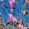 Volwassen Magnolia 'Spectrum' | Hoogstam