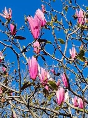 Volwassen Magnolia 'Spectrum' | Hoogstam