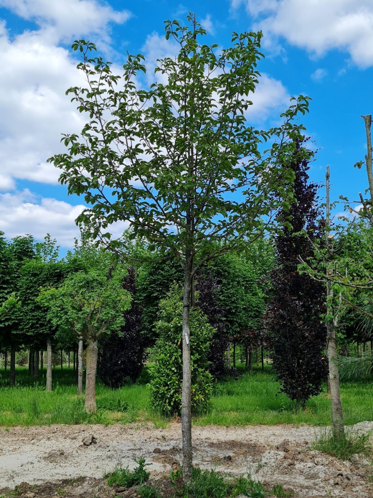 Volwassen Magnolia 'Spectrum' | Hoogstam