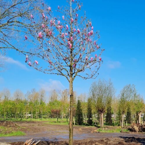Volwassen Magnolia 'Spectrum' | Hoogstam