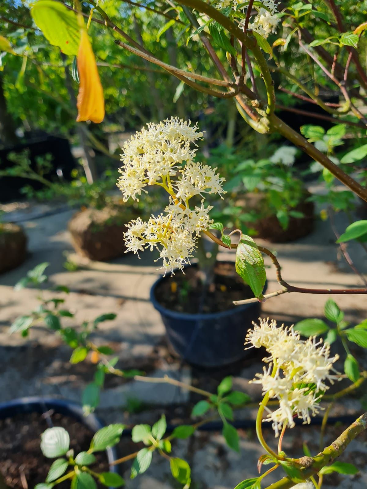 pagode-kornoelje Jonge Pagode Kornoelje | Meerstammig