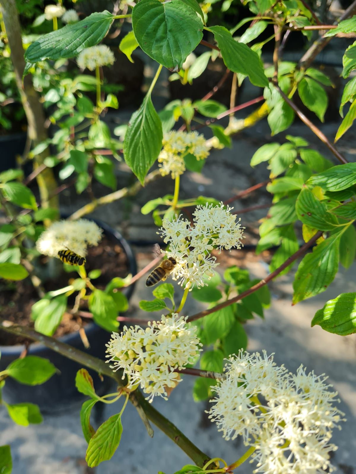 pagode-kornoelje Jonge Pagode Kornoelje | Meerstammig