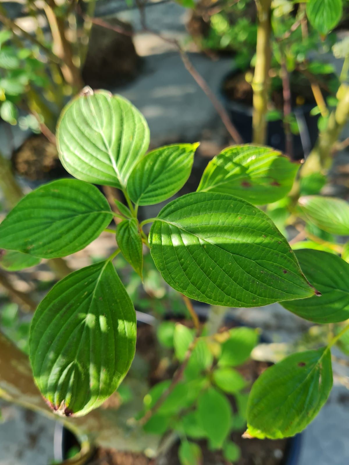 pagode-kornoelje Jonge Pagode Kornoelje | Meerstammig