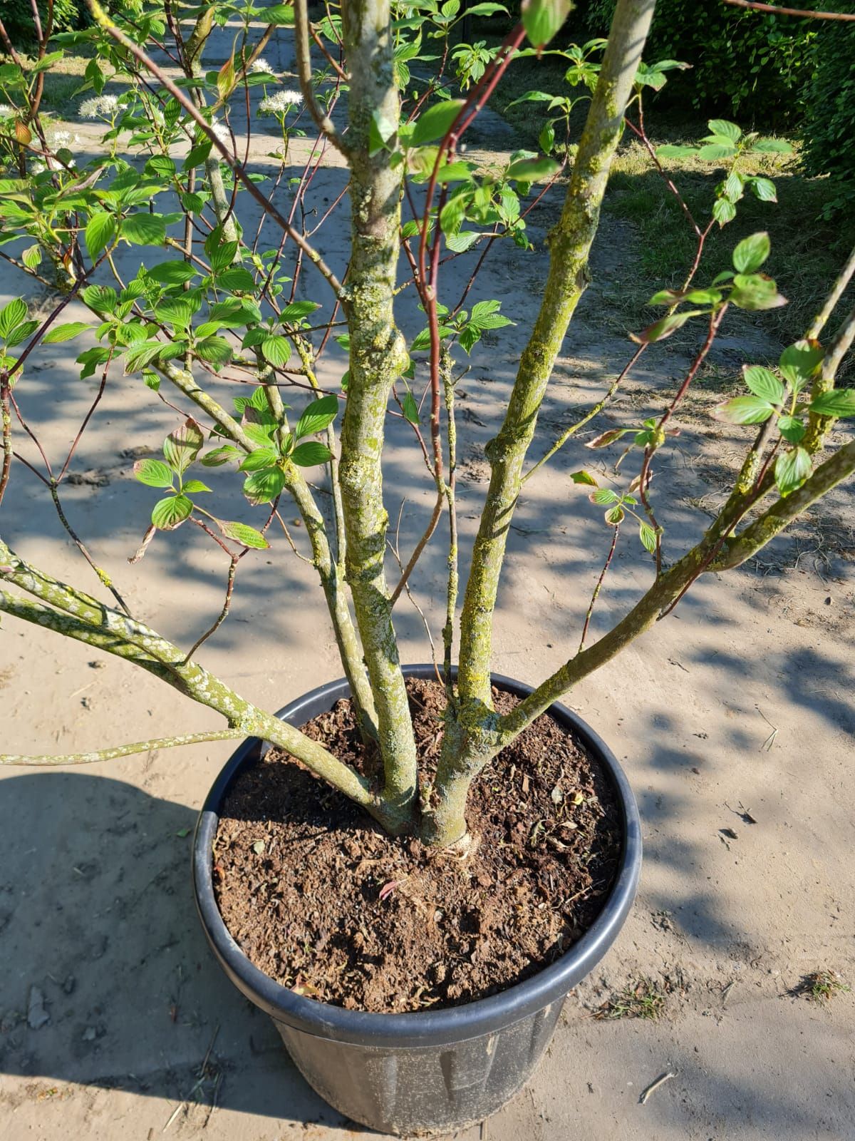 pagode-kornoelje Jonge Pagode Kornoelje | Meerstammig