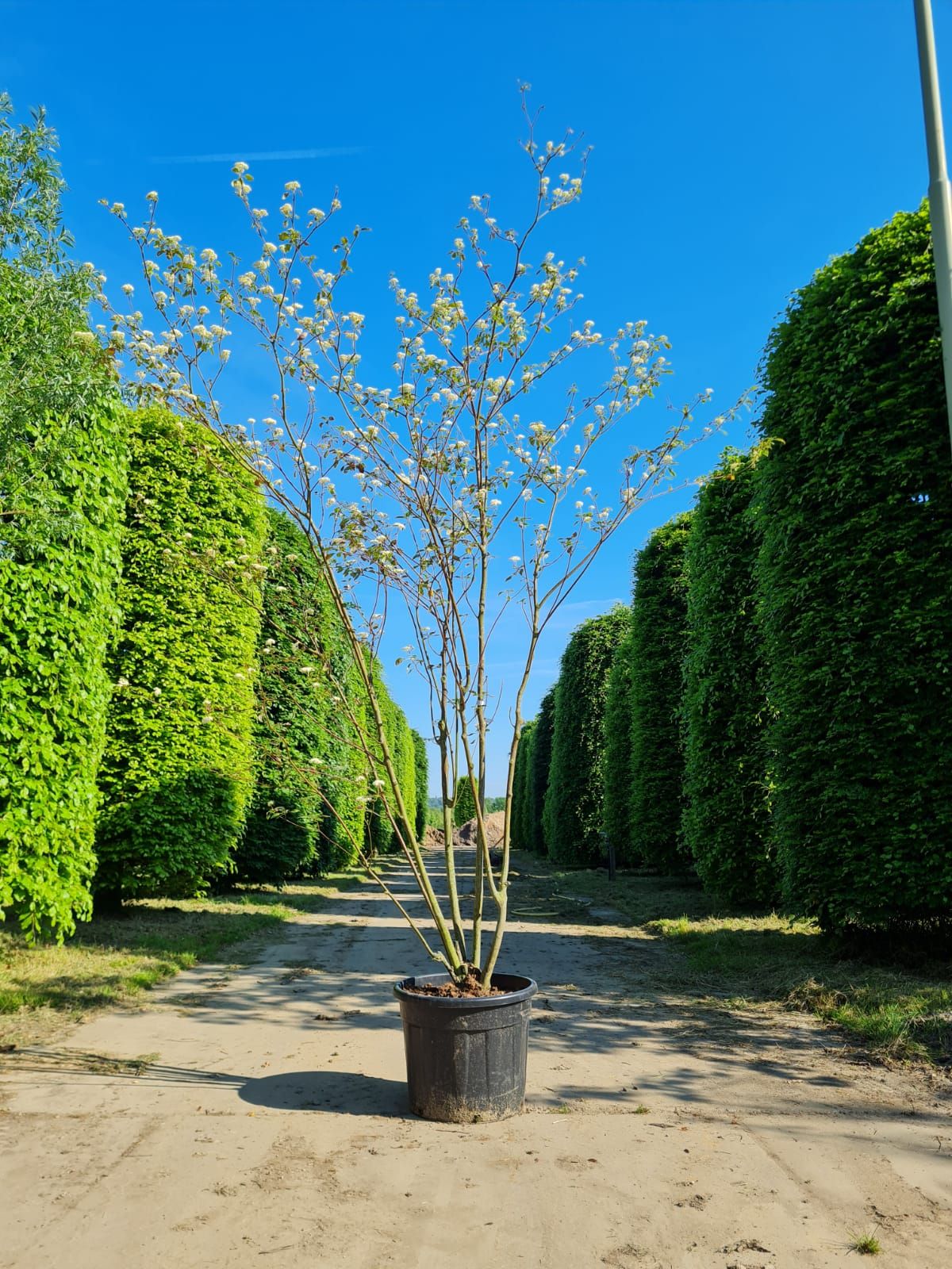 pagode-kornoelje Jonge Pagode Kornoelje | Meerstammig