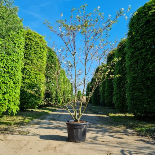 Jonge Pagode Kornoelje | Meerstammig
