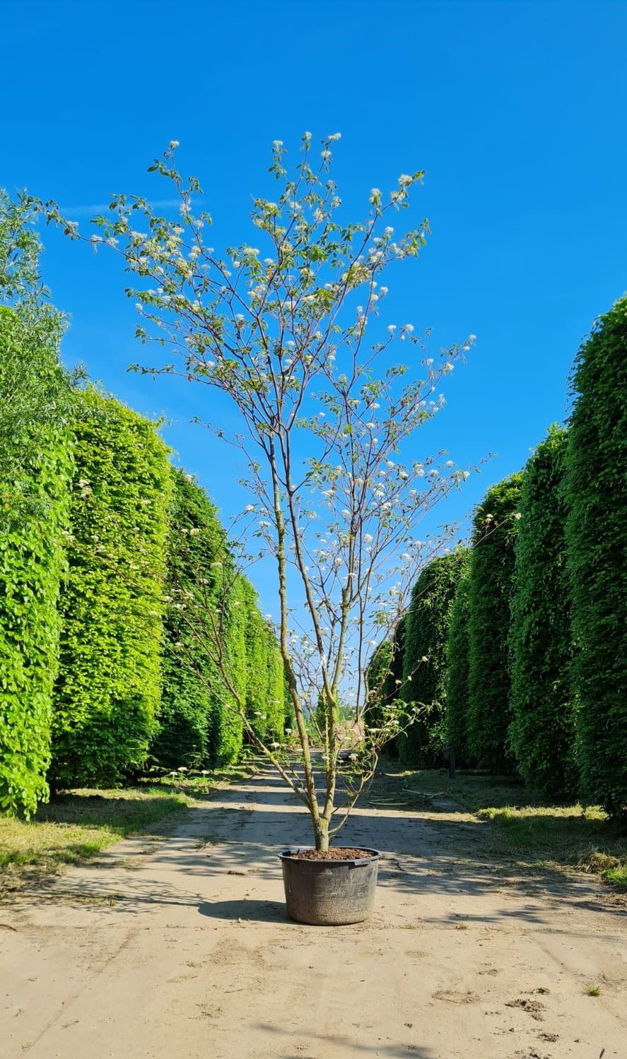 pagode-kornoelje Jonge Pagode Kornoelje | Meerstammig