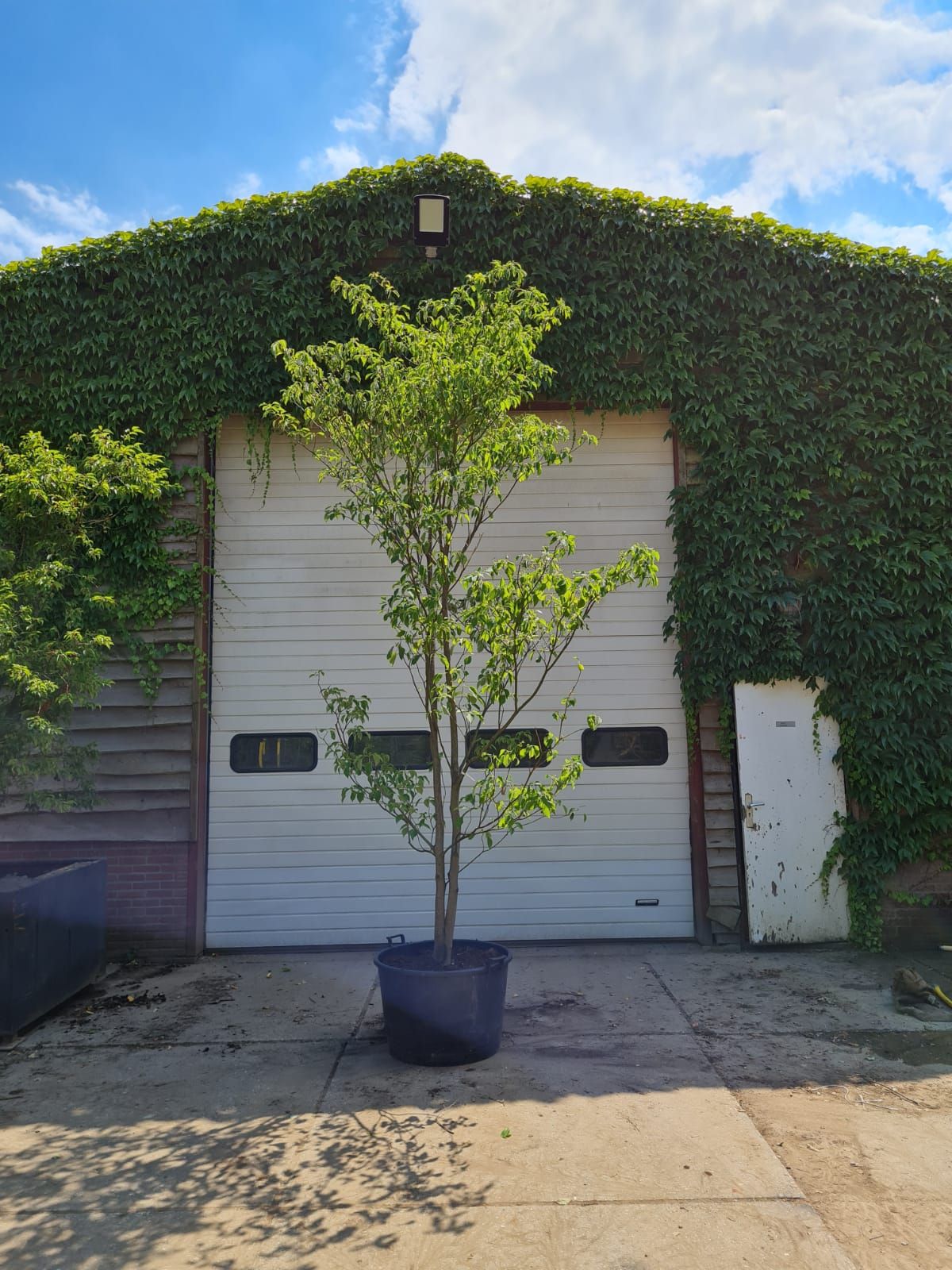 pagode-kornoelje Jonge Pagode Kornoelje | Meerstammig