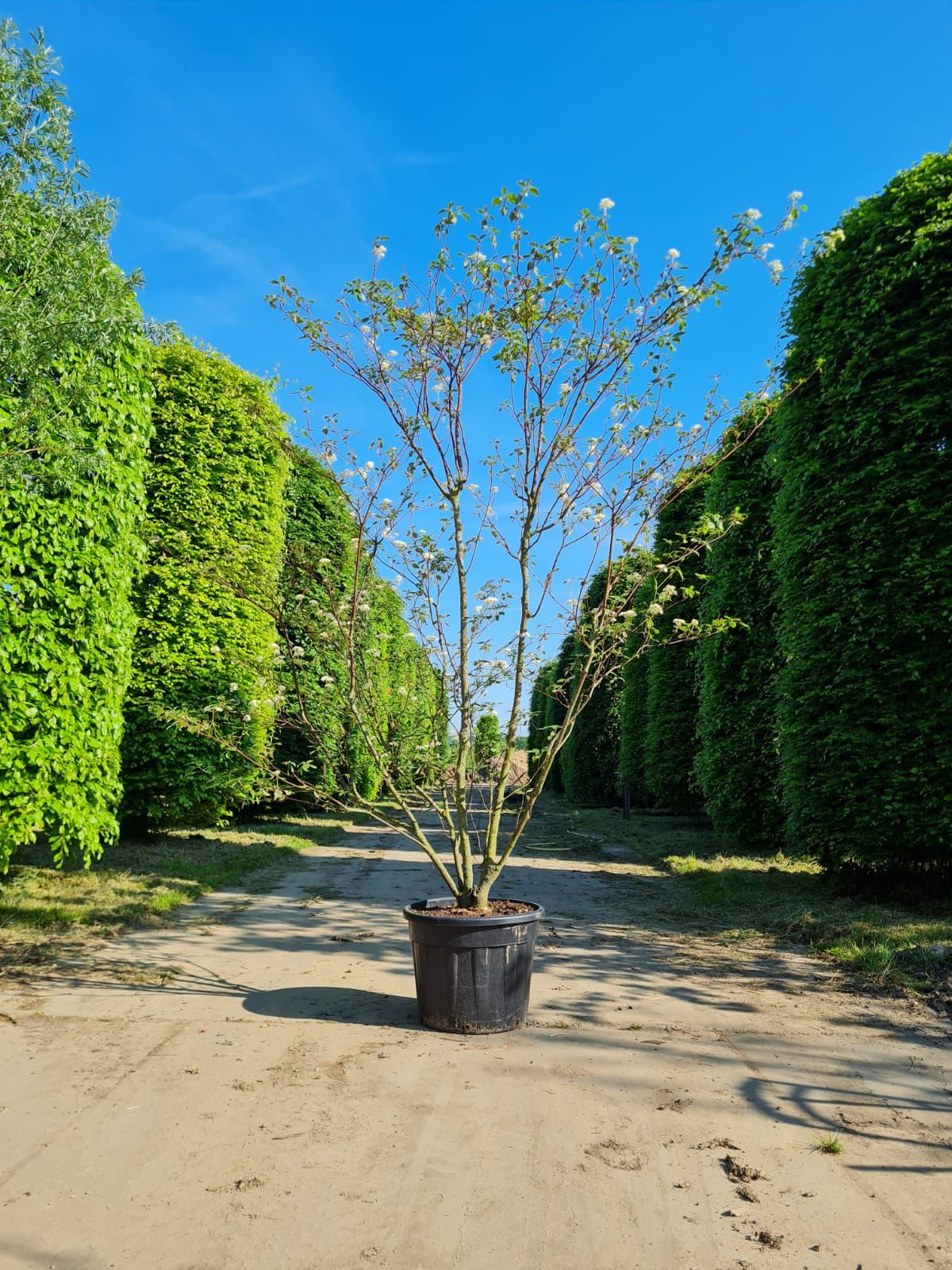 pagode-kornoelje Jonge Pagode Kornoelje | Meerstammig
