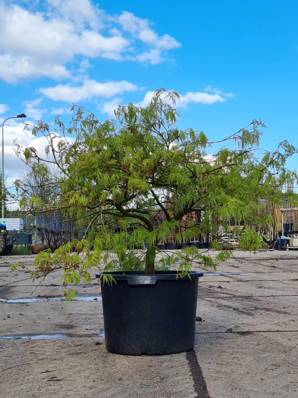 Jonge Japanse esdoorn 'Dissectum' | Laagstam