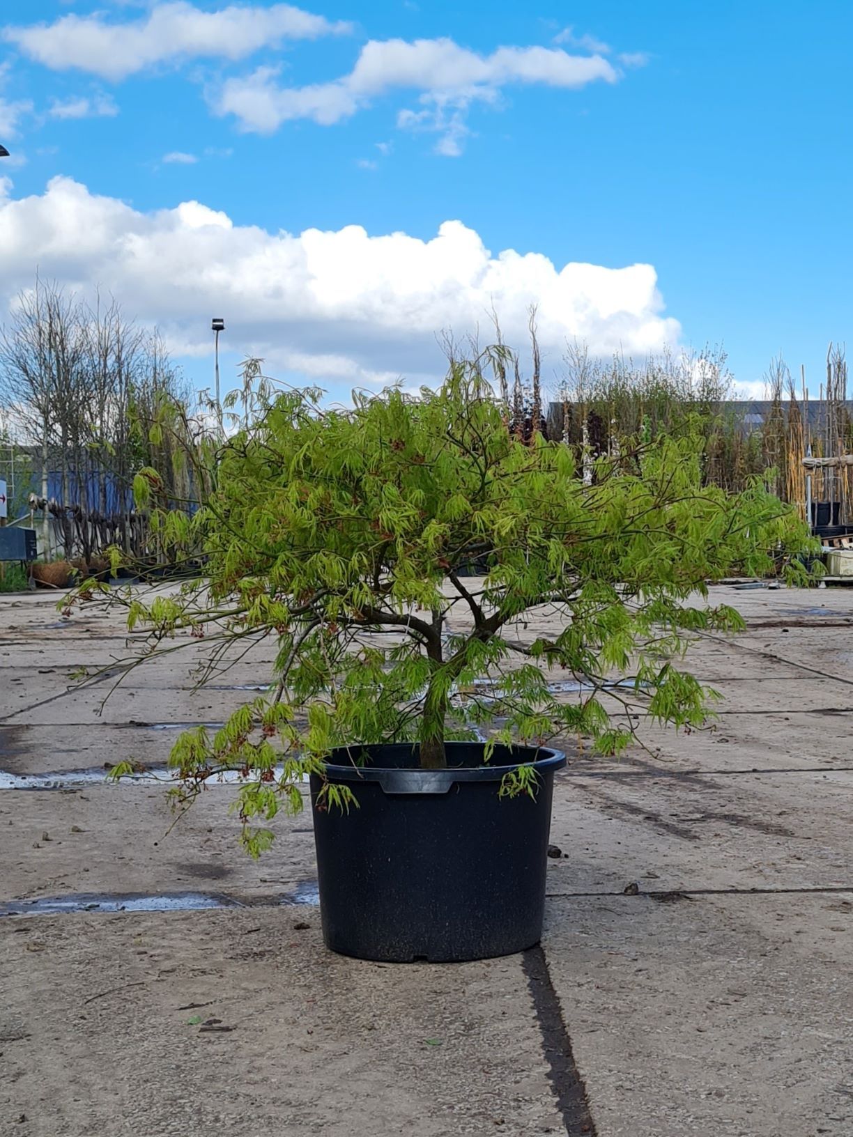 Jonge Japanse esdoorn ‘Dissectum’ | Laagstam