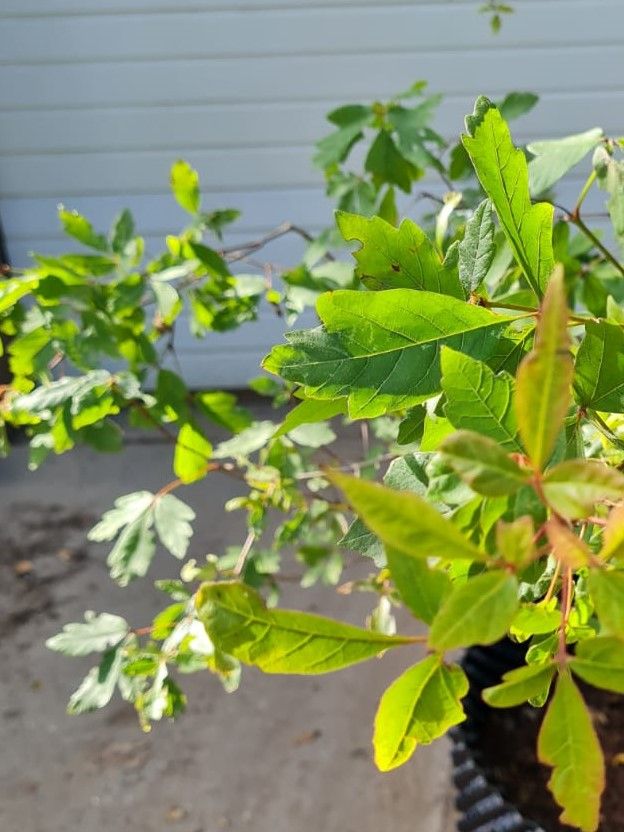 Jonge Papieresdoorn | Meerstammig