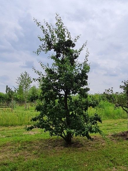 Jonge Perenboom 'Doyenné du comice' | Halfstam