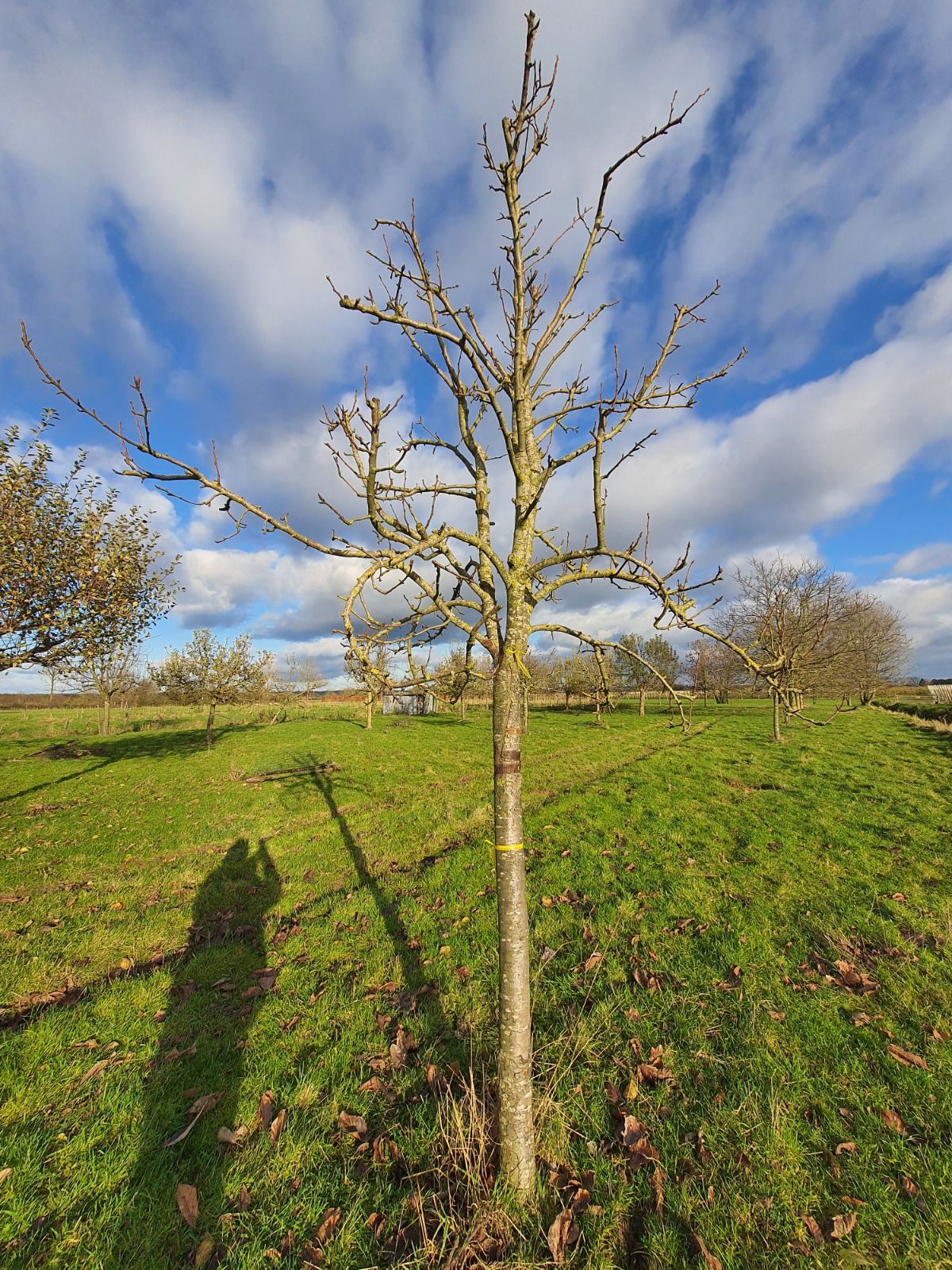 Jonge Perenboom 'Doyenné du comice' | Halfstam