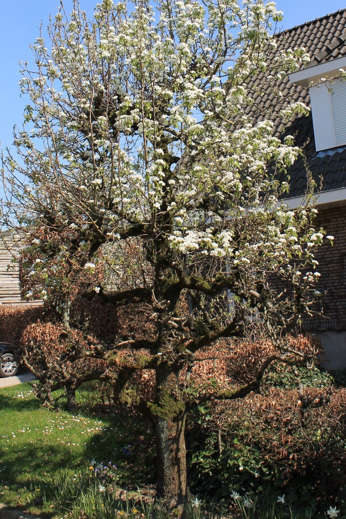 Volwassen Perenboom 'Doyenné du comice' | Hoogstam