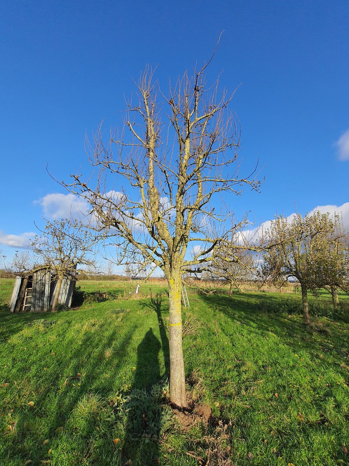 Volwassen Perenboom 'Doyenné du comice' | Hoogstam