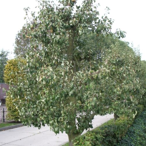 Jonge Perenboom 'Doyenné du comice' | Halfstam