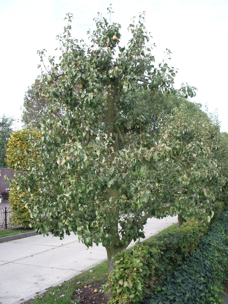 Volwassen Perenboom ‘Doyenné du comice’ | Halfstam