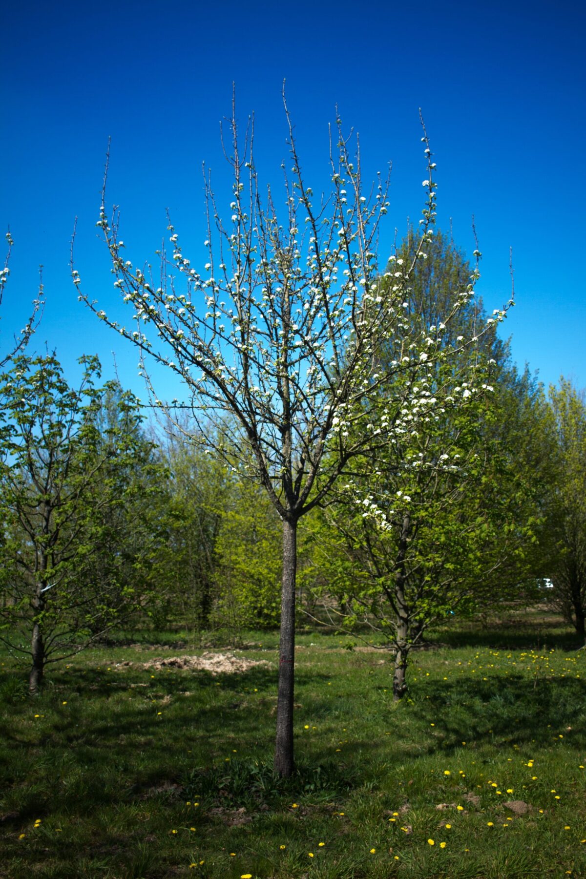 Sierpeer 'Beech hill' | Hoogstam