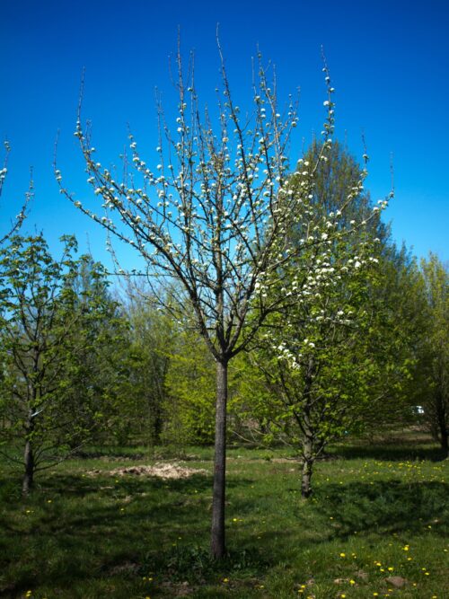 perenboom-beech-hill- Sierpeer 'Beech hill' | Hoogstam