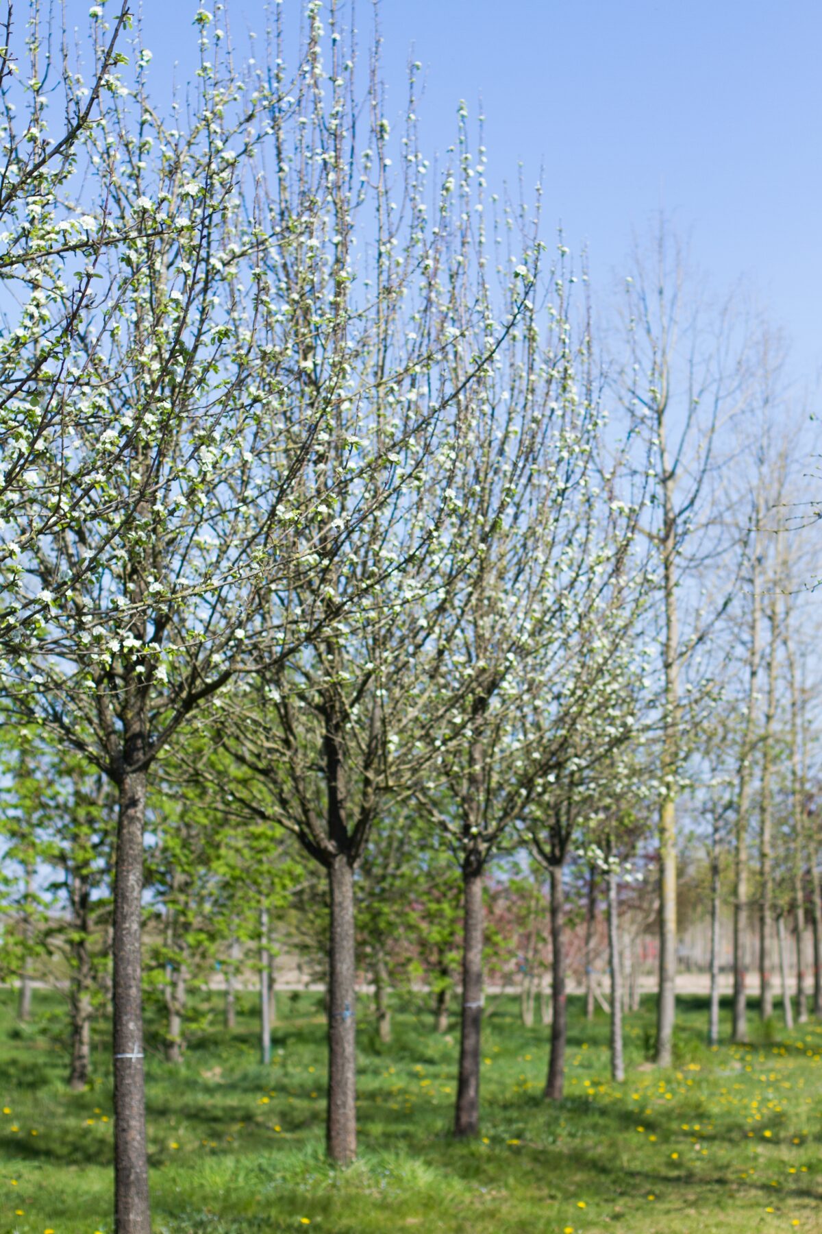 Volwassen Sierpeer 'Beech hill' | Hoogstam