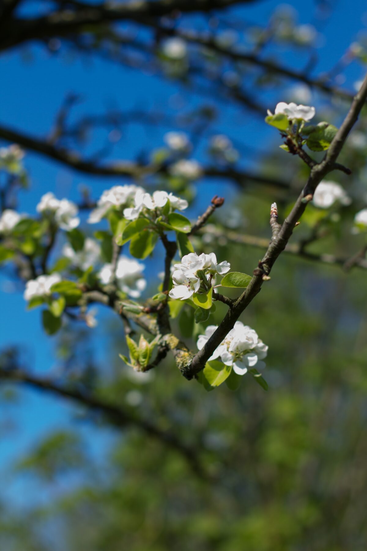 Volwassen Sierpeer 'Beech hill' | Hoogstam