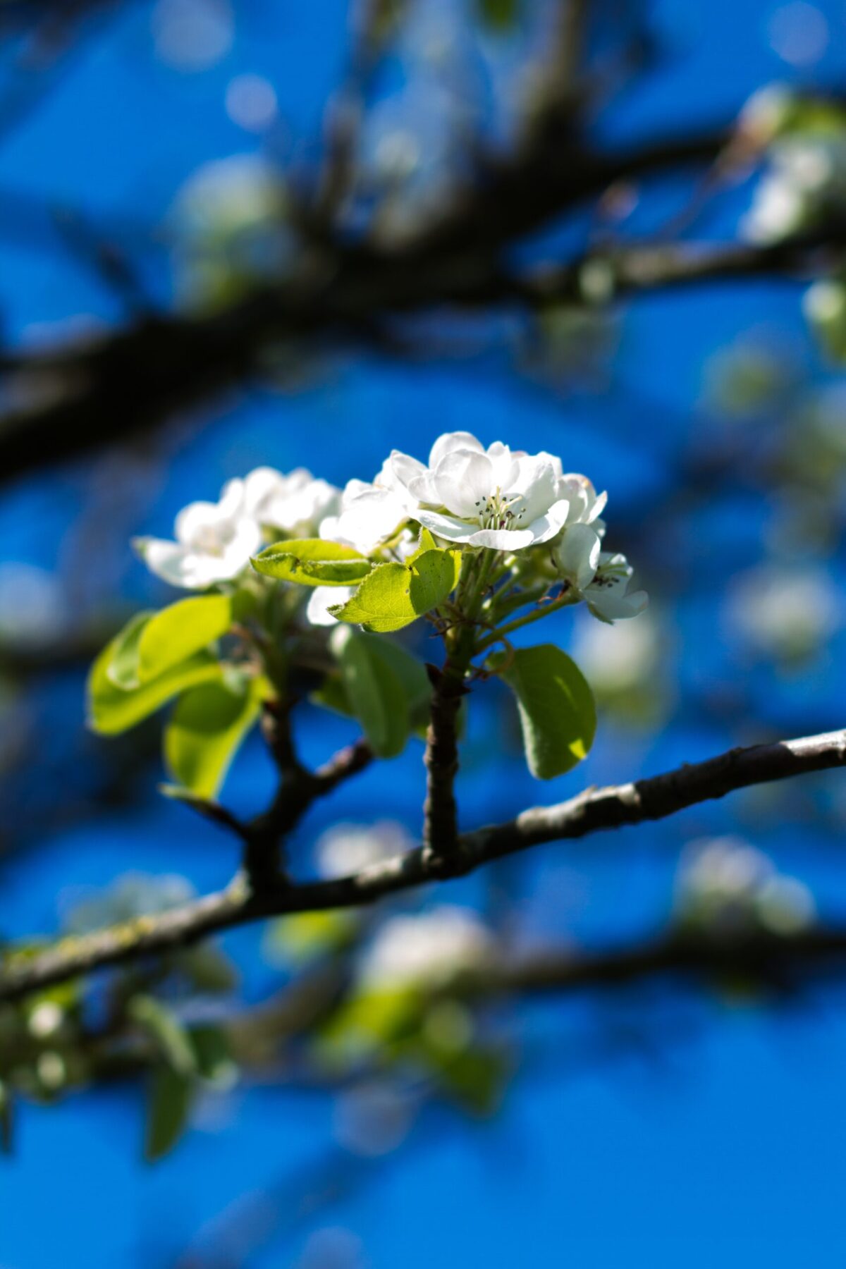 Sierpeer 'Beech hill' | Hoogstam