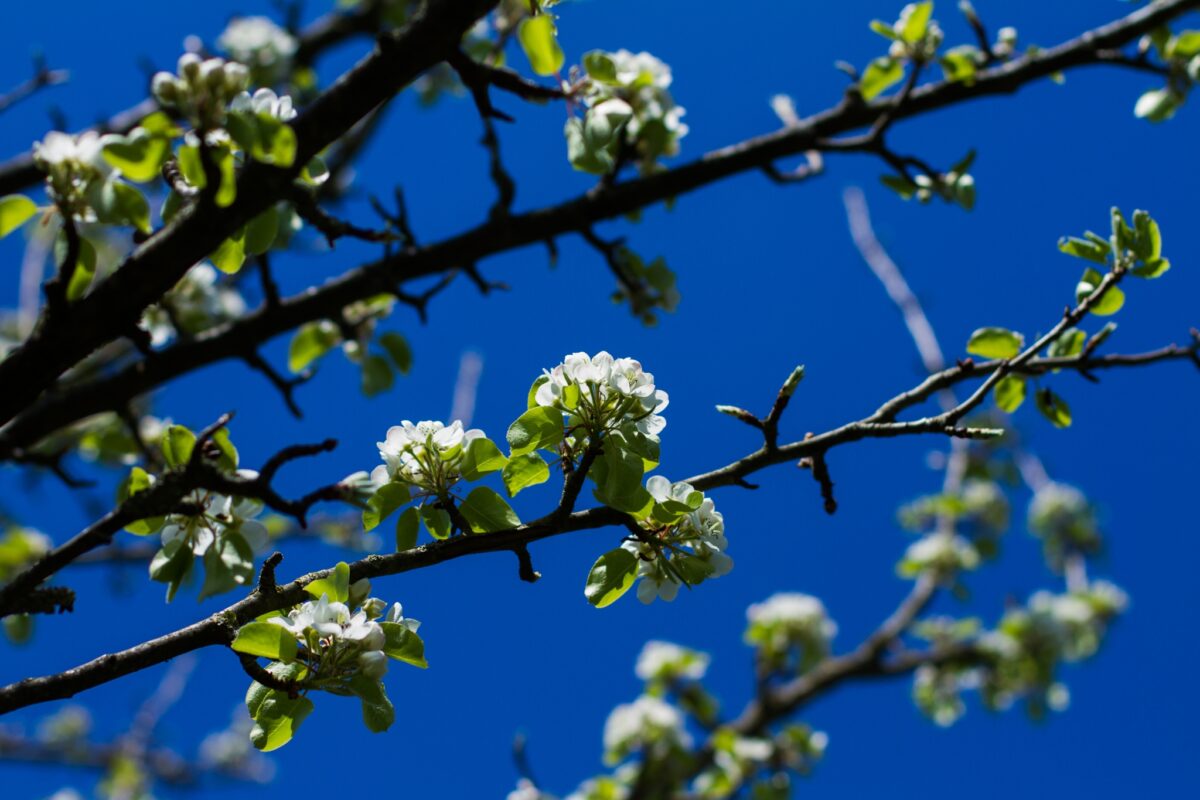 Volwassen Sierpeer 'Beech hill' | Hoogstam