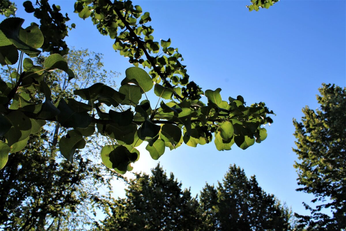 Volwassen Sierpeer 'Beech hill' | Hoogstam