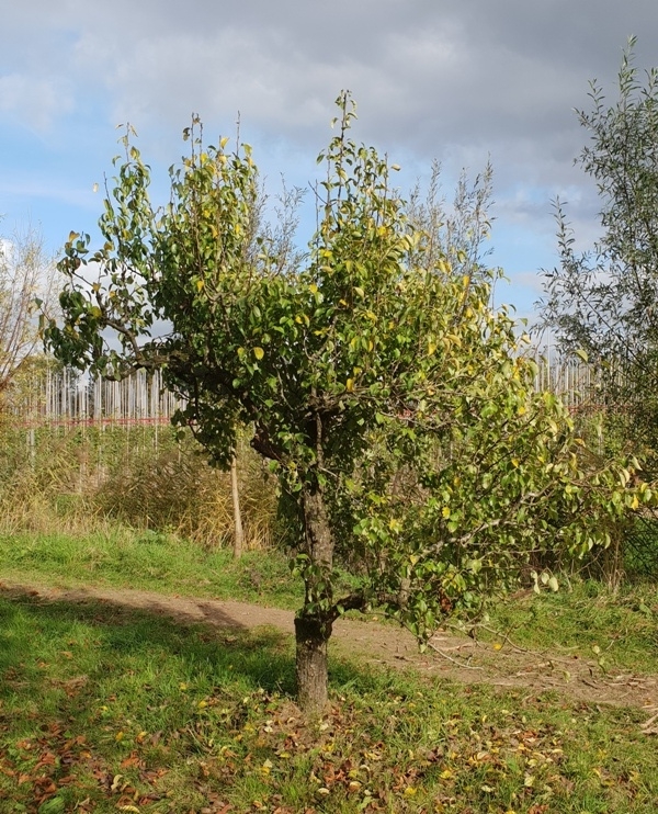 Volwassen Perenboom ‘Conference’ | Halfstam