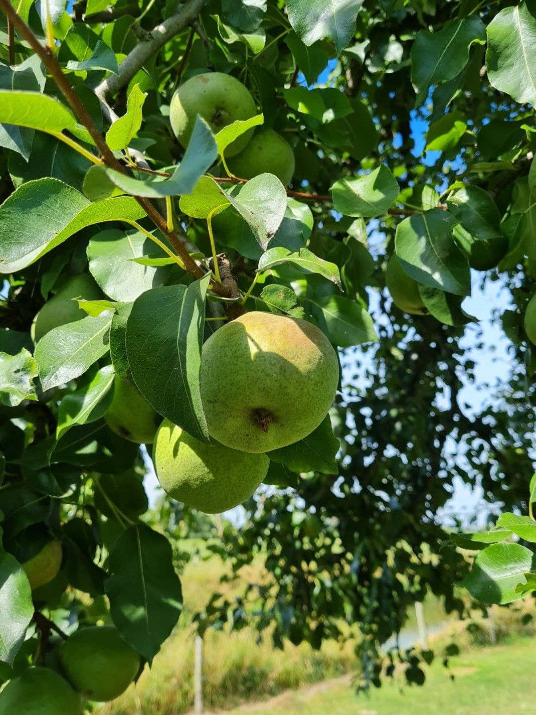 Volwassen Perenboom 'Conference' | Hoogstam