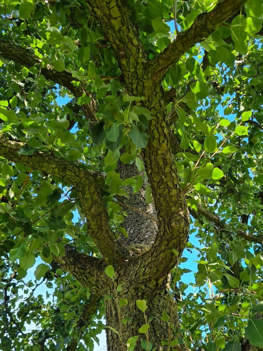 Volwassen Perenboom 'Conference' | Hoogstam