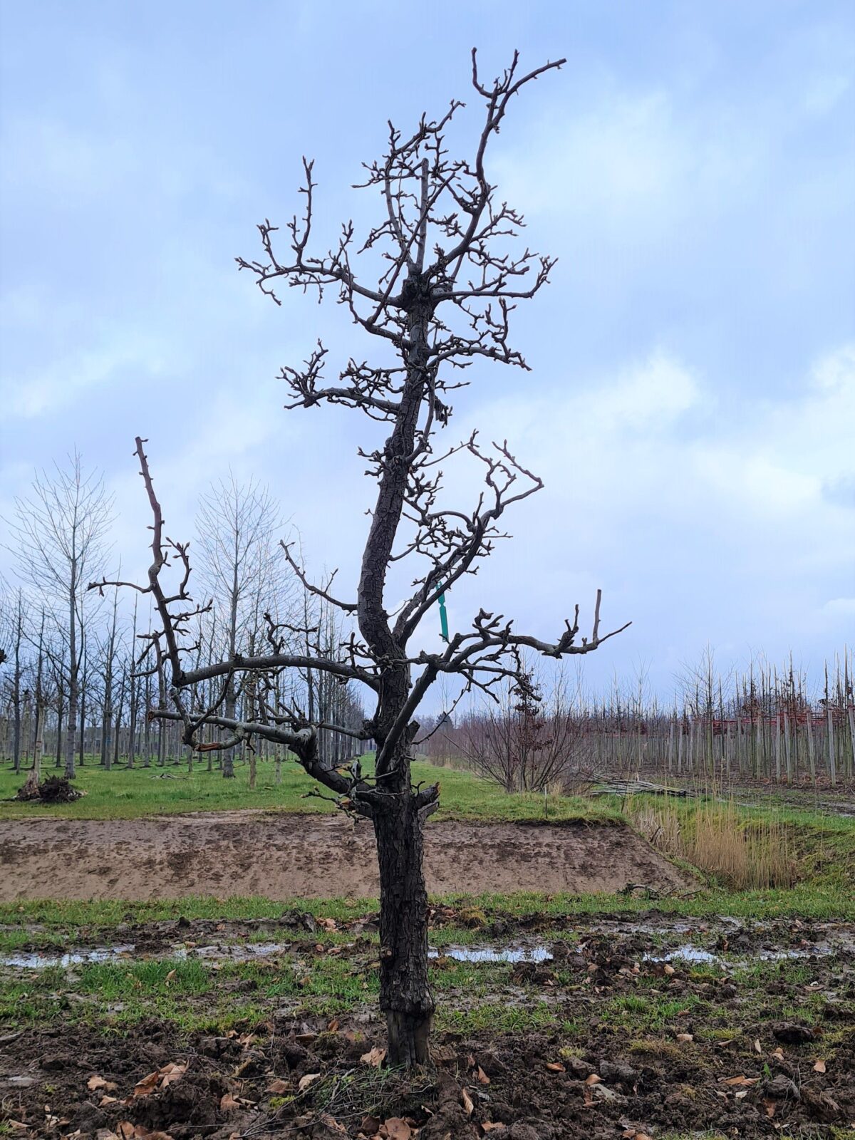 Volwassen Perenboom 'Conference' | Halfstam